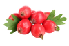 Sapori Unici