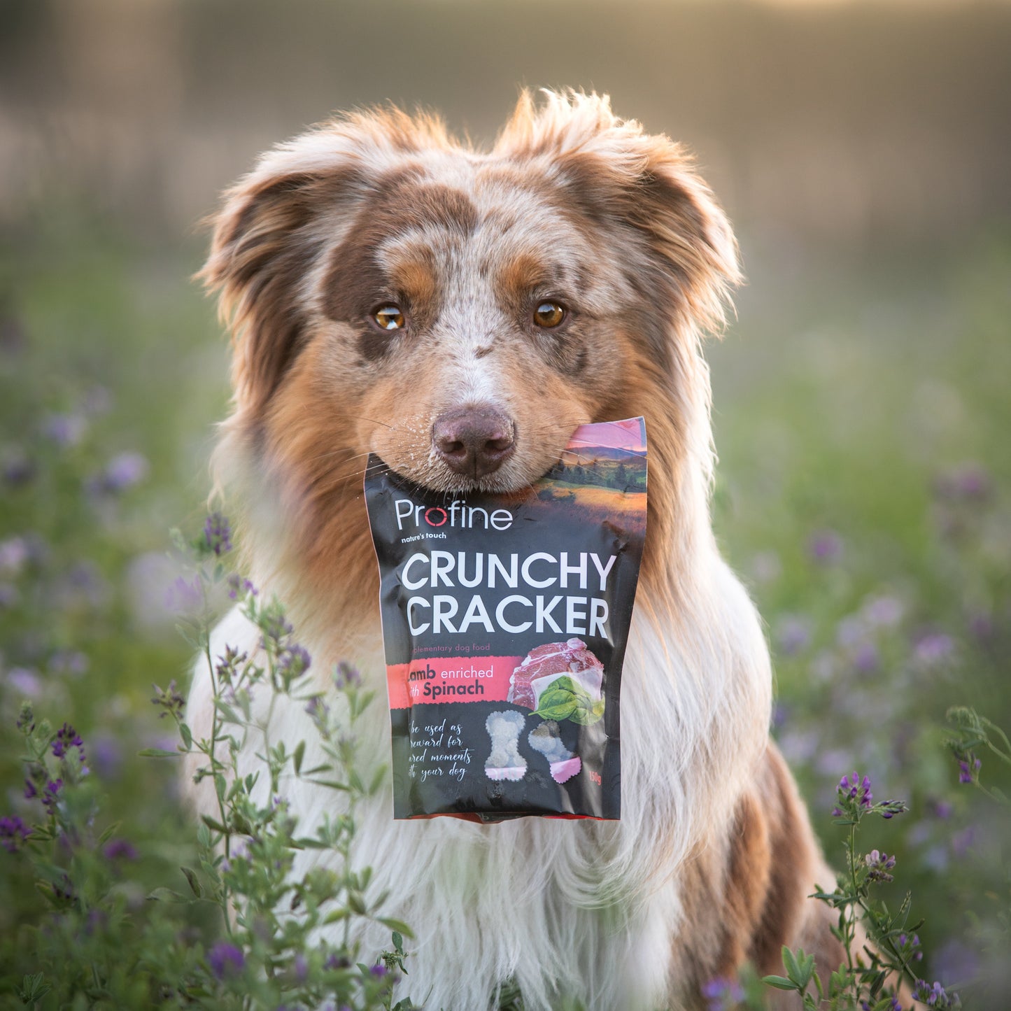 Profine Hund Crunchy Cracker Snack-Bundle 4 x 150g