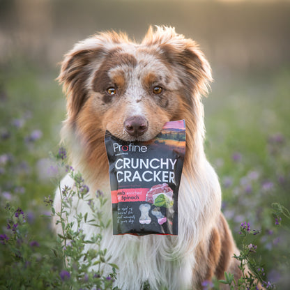Profine Hund Crunchy Cracker Snack-Bundle 4 x 150g
