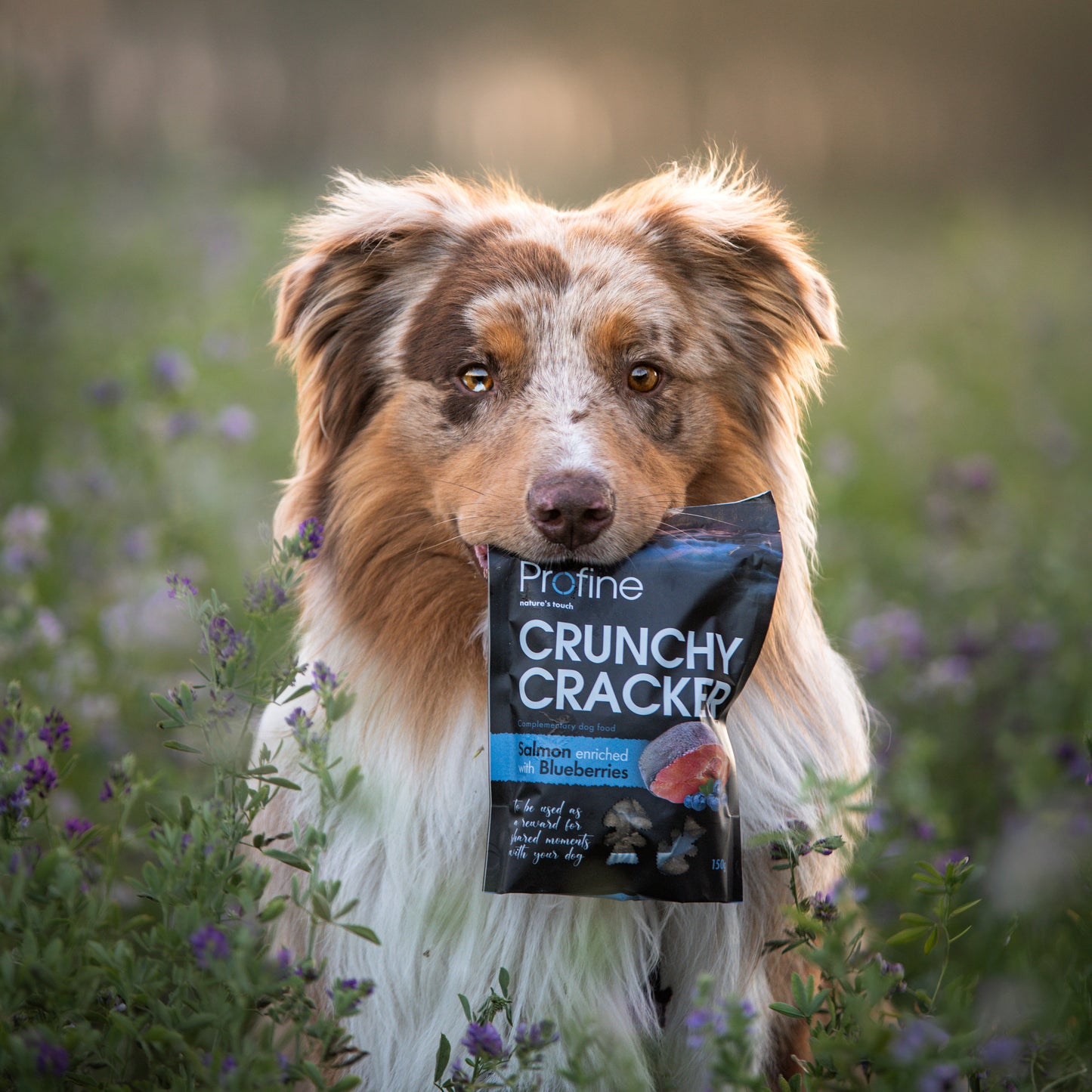 Profine Hund Crunchy Cracker Snack-Bundle 4 x 150g