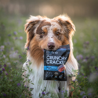 Profine Hund Crunchy Cracker Snack-Bundle 4 x 150g